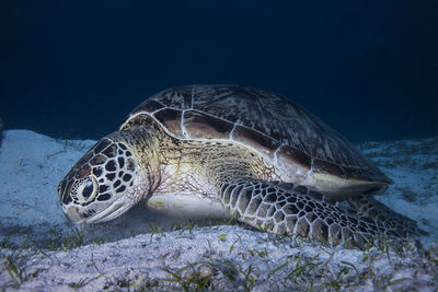 Close-up of turtle swimming in sea