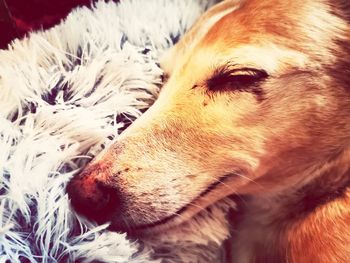 Close-up of dog looking away