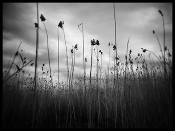 Plants growing on field against sky