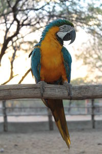 Bird perching on branch against sky