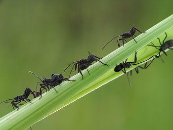 Close-up of ant on plant