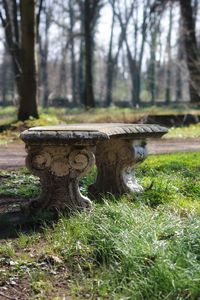 Close-up of tree trunk in park