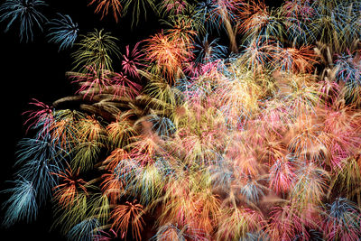 Low angle view of firework display at night