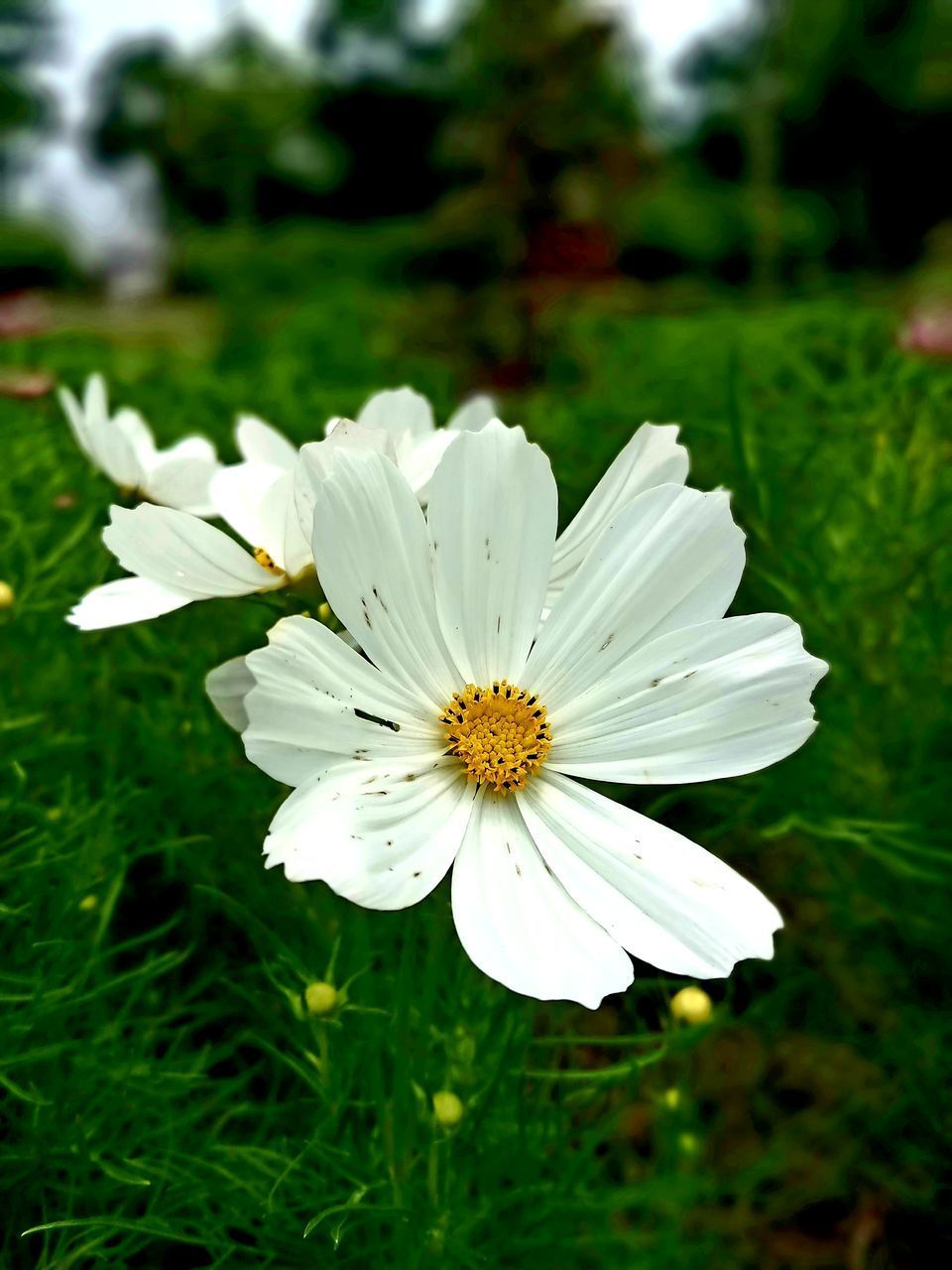 CLOSE-UP OF WHITE FLOWER ON PLANT