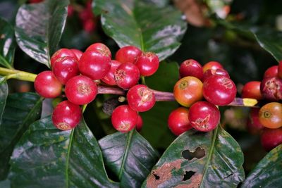 Close-up of cherries growing on tree