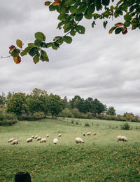 Flock of sheep grazing in a field