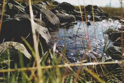 Plants growing in river