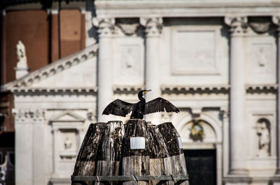 Close-up of bird perching against building