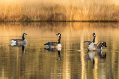 Ducks swimming in lake