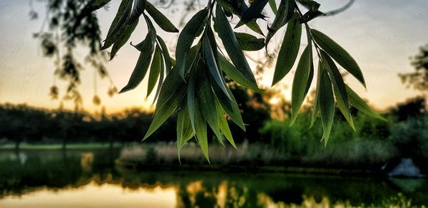 Close-up of plant against lake during sunset
