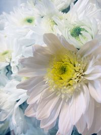 Close-up of white flower