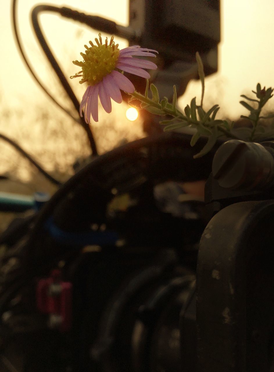 flower, close-up, nature, no people, plant, flower head, indoors, fragility, beauty in nature, day, freshness