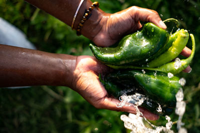 Close-up of hand holding tomato