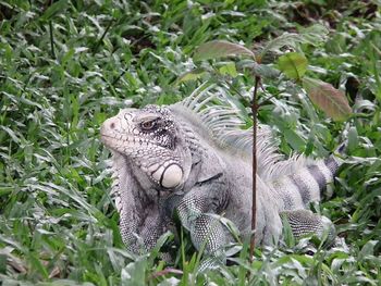 Close-up of iguana on grass