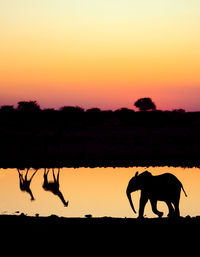 Silhouette elephant on landscape against sky during sunset