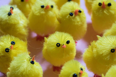 Close-up of birds in nest