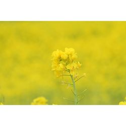 Close-up of yellow flowers