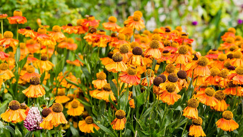 Close-up of orange flowers blooming outdoors