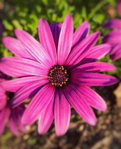 Close-up of pink cosmos blooming outdoors