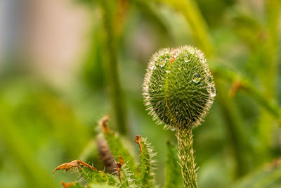 Close-up of plant