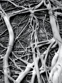 Close-up of roots