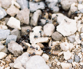 High angle view of bug on rock