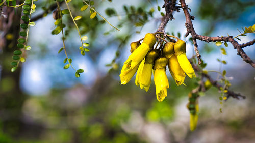 Close-up of yellow flowering plant hanging on tree