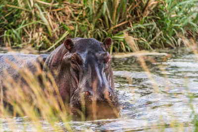 Close-up of horse in lake