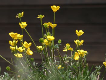 Close-up of yellow flowers on field