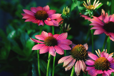 Close-up of pink flowers