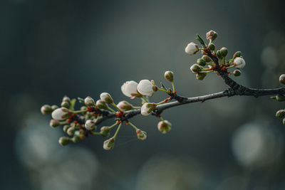 Close-up of flowering plant against tree