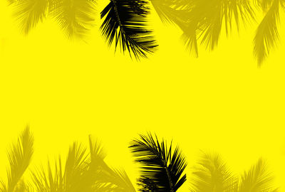 Low angle view of palm trees against sky