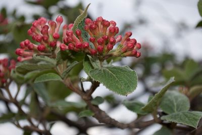 Close-up of red flowers