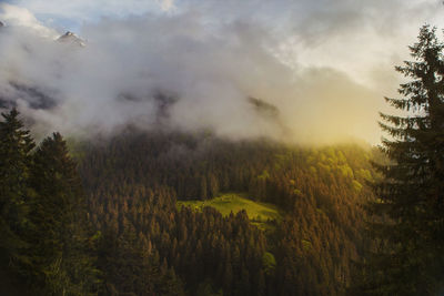 Pine trees in forest against sky