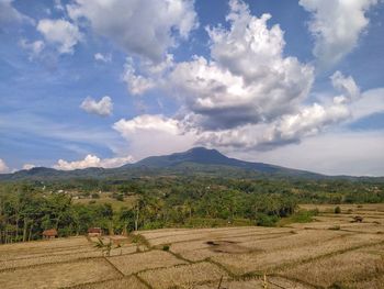 Scenic view of agricultural field against sky