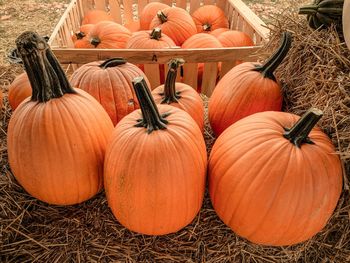 High angle view of pumpkins for sale at market