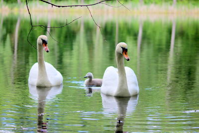 Swans swimming in lake