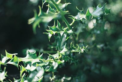 Close-up of plant