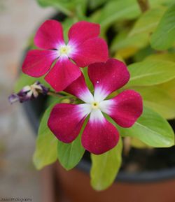 Close-up of pink flowering plant