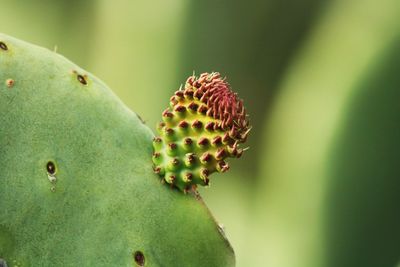 Close-up of prickly pear cactus