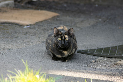 Portrait of cat on path in city