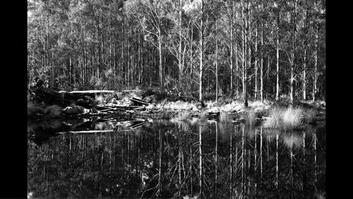 Reflection of trees in river