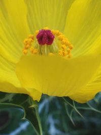 Close-up of yellow flower