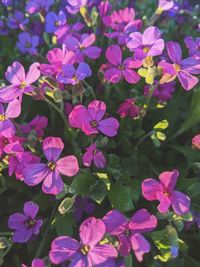 High angle view of pink flowering plants