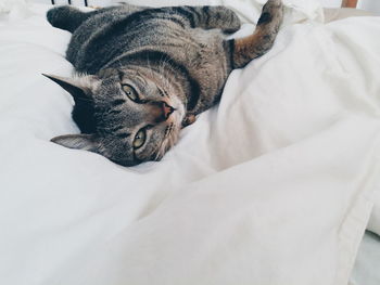 Portrait of tabby cat lying on white bed at home