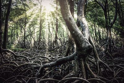 Trees in forest