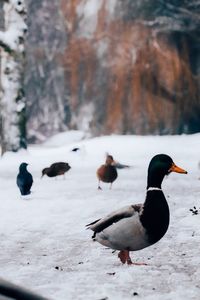 Ducks in a snow