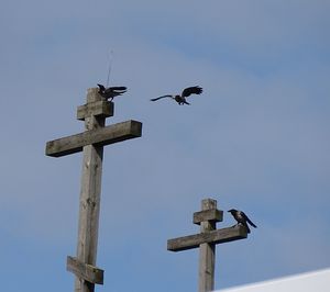 Low angle view of birds flying against clear sky