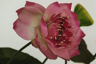 Close-up of pink flower