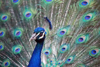 Close-up of portrait of peacock with fanned out feathers